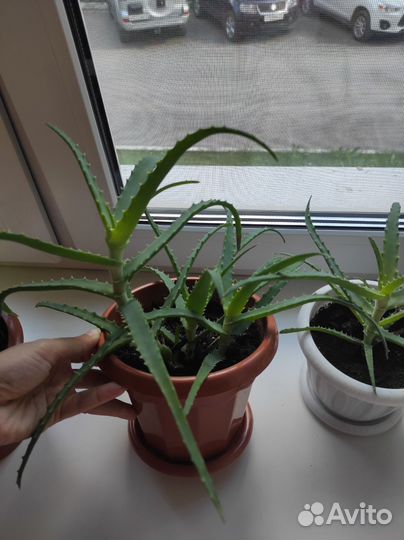 Цветок алоэ