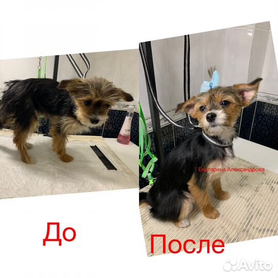 Стрижка маленьких/средних собак. Груминг