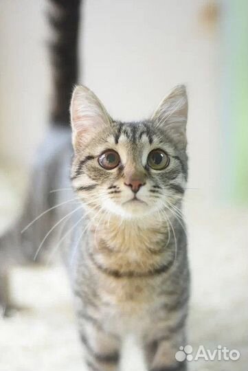 Гуччи молодой кот