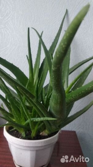 Алоэ вера лечебный