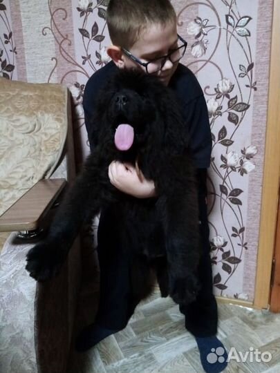 Щенок ньюфаундленда