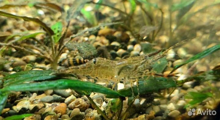 Креветки кольцерукие (Macrobrachium)