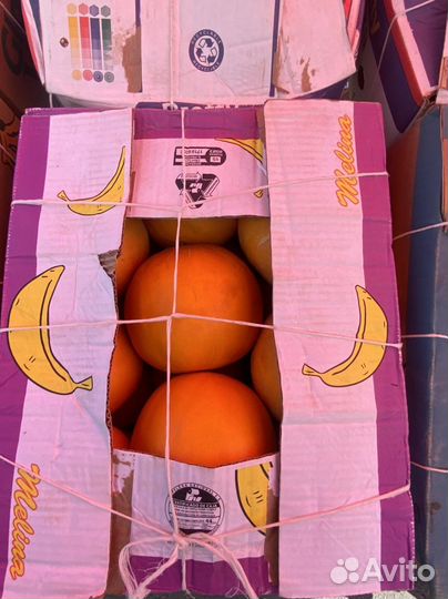 Дыня медовая