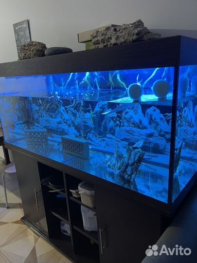 Аквариум с обитателями