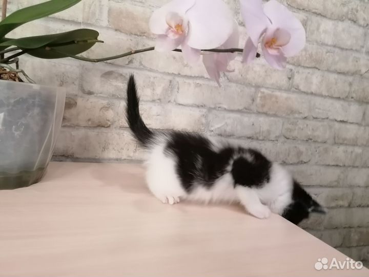 Котик в дар