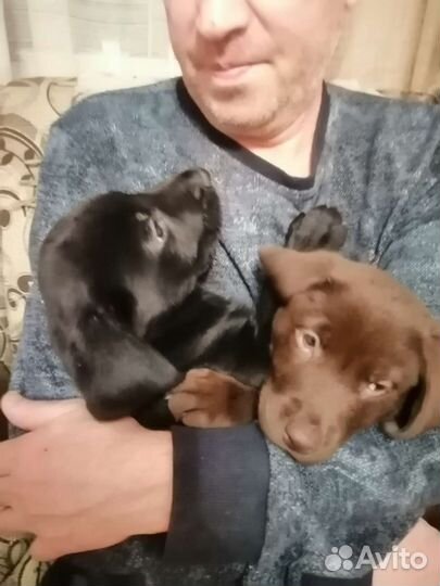 Щенки лабладора