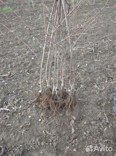 Саженцы черешни