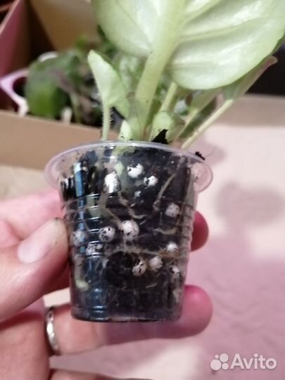 Набор сортовых фиалок