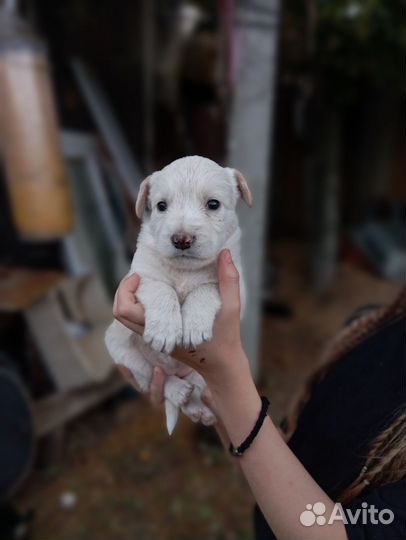 Щенки в добрые руки