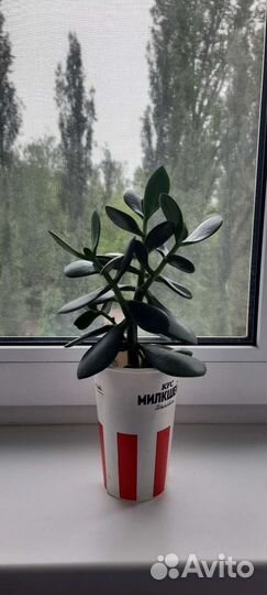 Денежное дерево