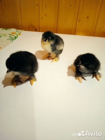 Цыплята породы брама суточные