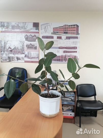 Фикус каучуконосный большой