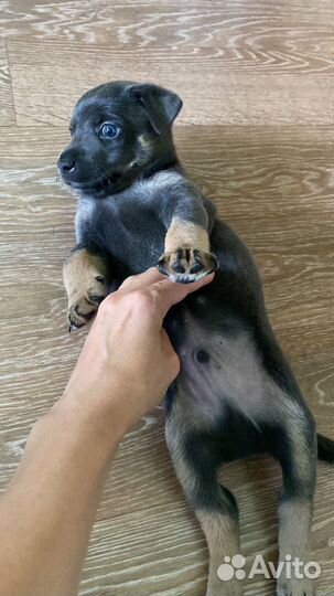 Щенок бесплатно