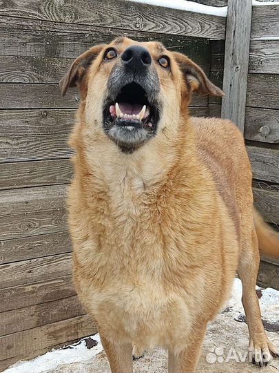 Собака из приюта хочет домой