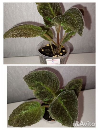 Эписция emerald velvet