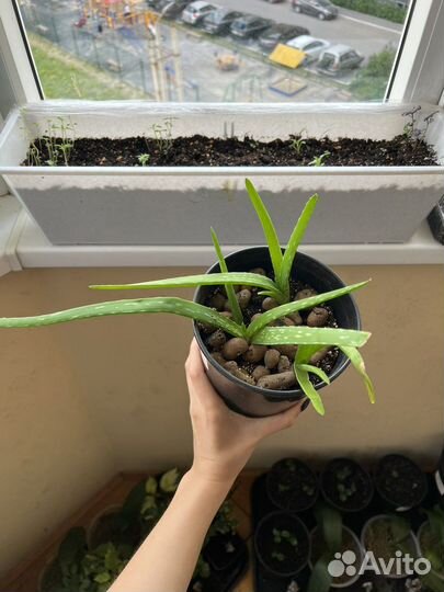 Комнатные растения разные (бегония,пилея и др)