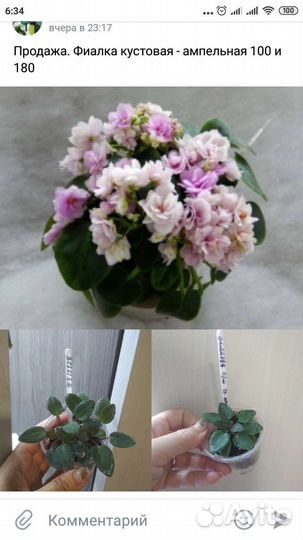 Фиалки ампельные