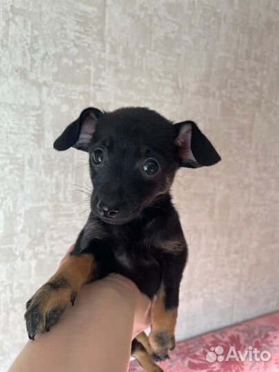 Той-терьер щенки