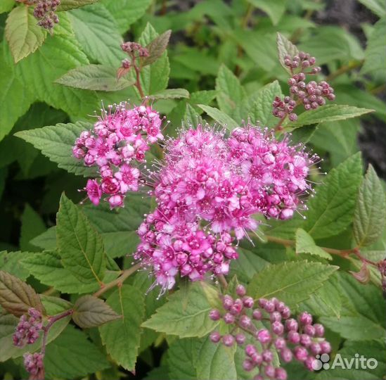 Спирея Антони Ватерер