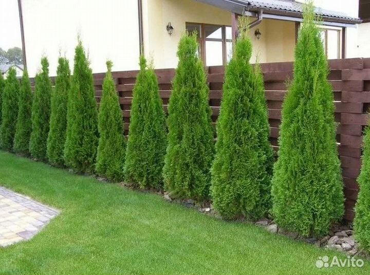 Туя смарагд оптом