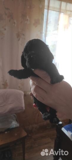 Щенки кокер спаниеля