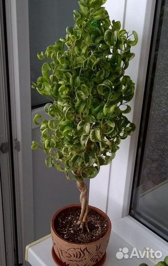 Фикус Бенджамина Ирен