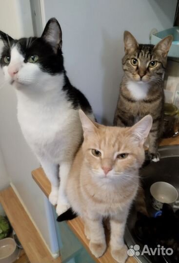 Европейская