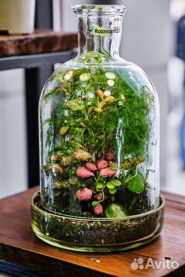 Флорариум Подарок Интерьер