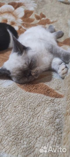 Экзотическая кошечка