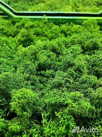 Стабилизированный мох