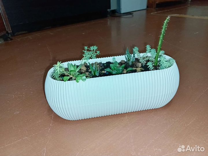 Композиция из суккулентов