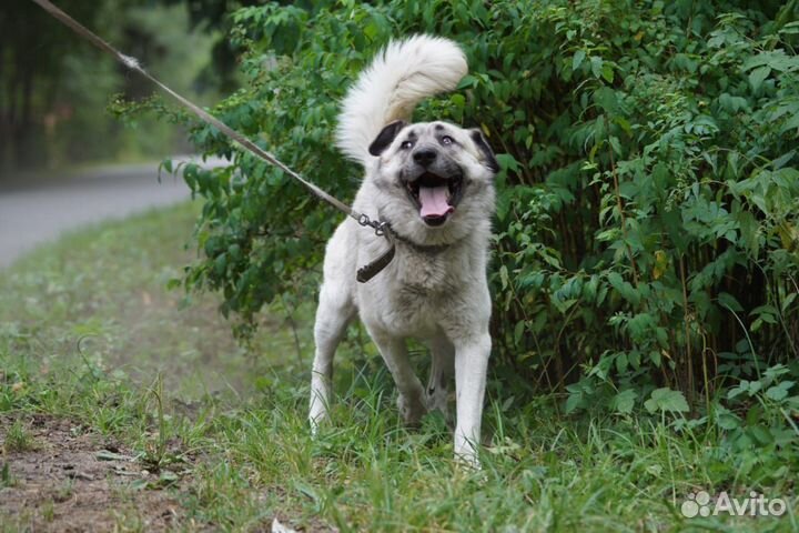 Ищет дом чудесный Крош