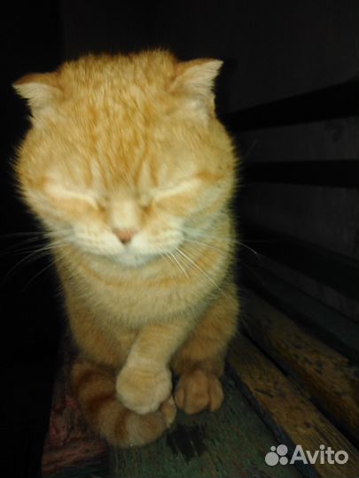 Котик ищет новый дом