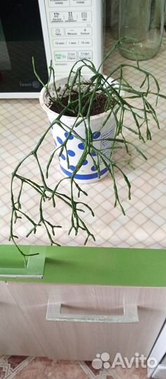 Домашние цветы