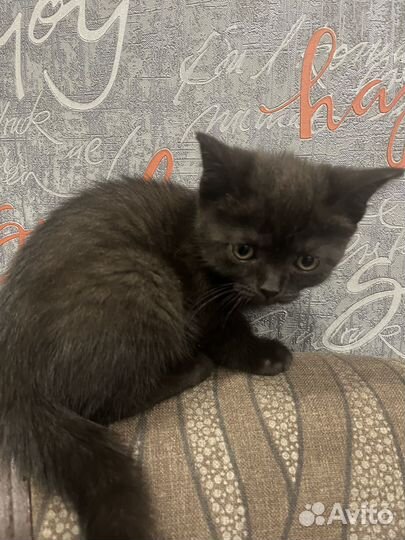 Котята помесь