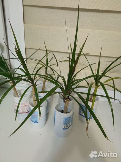 Драцена Маргината