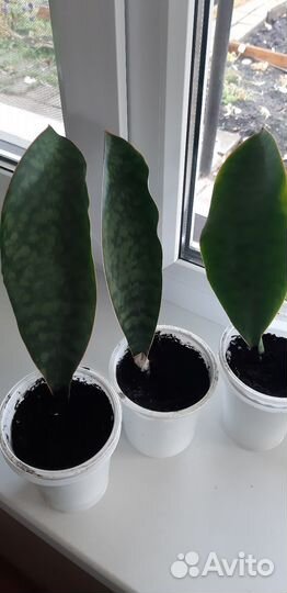 Сансевиерии