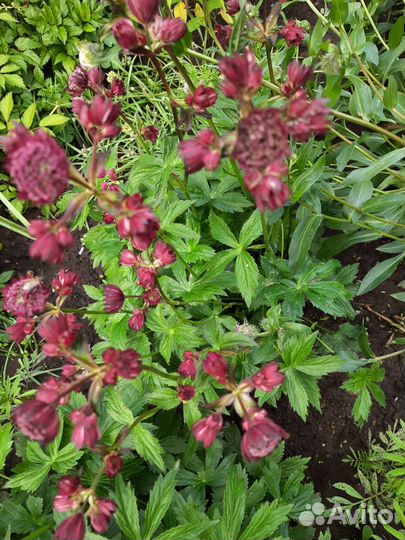 Садовые растения многолетники