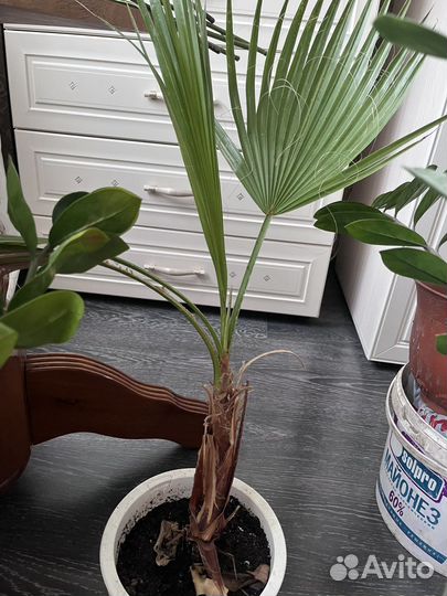 Замиокулькас