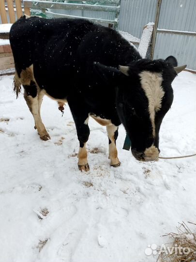 Продам бычка живым весом