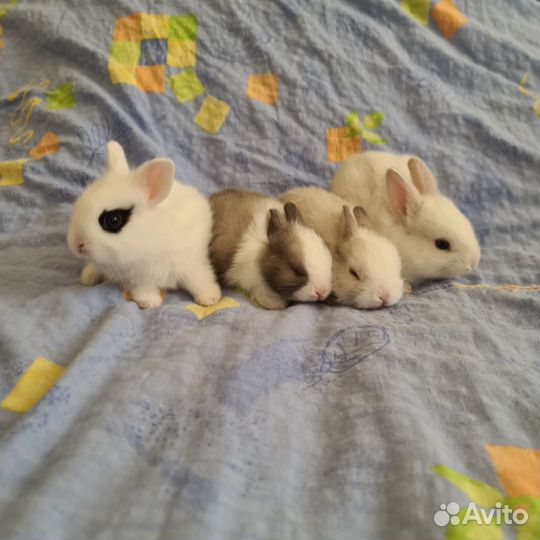 Карликовый кролик