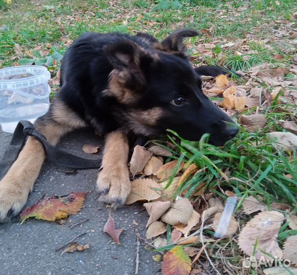 Щенок в дар