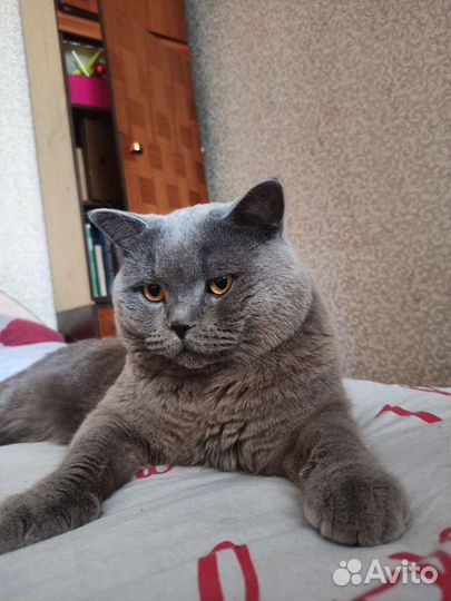 Вязка Шотландских кошек