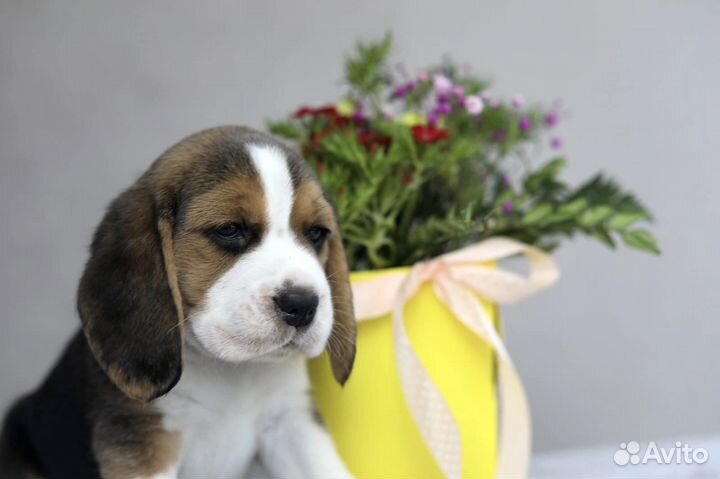 Вязка кобель бигль