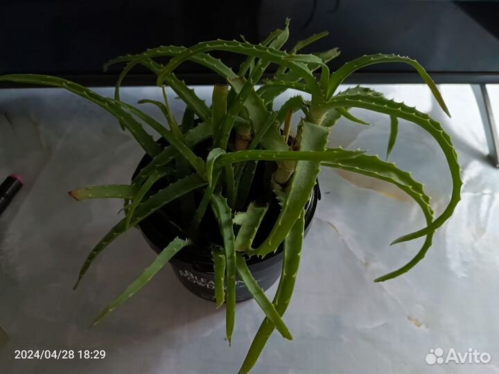 Хавортия, толстянка, золотой ус