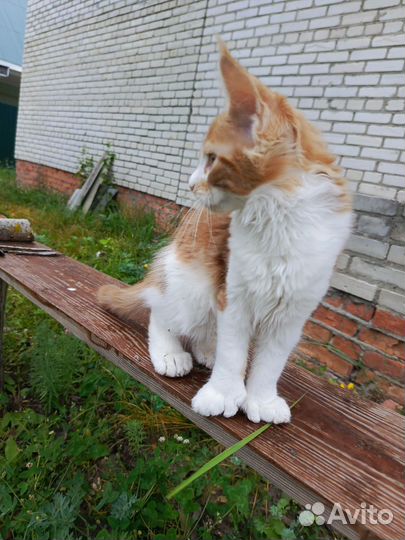 Котенок мейн-кун полидакт