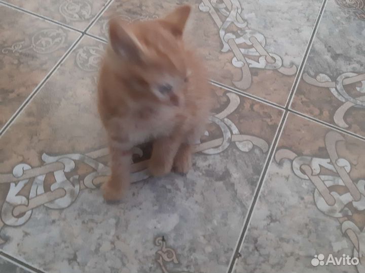 Котята в дар бесплатно