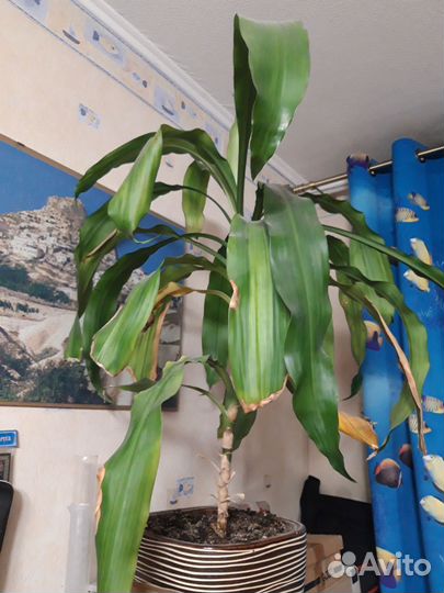 Драцена широколистная