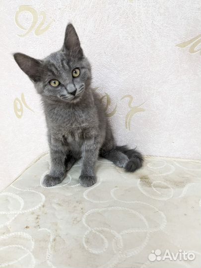 Кошки в добрые руки бесплатно