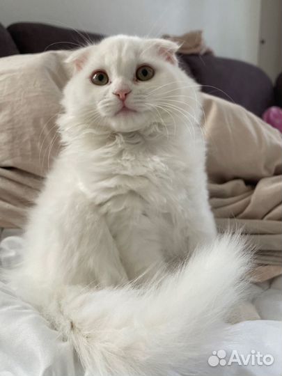 Шотландский вислоухий котенок